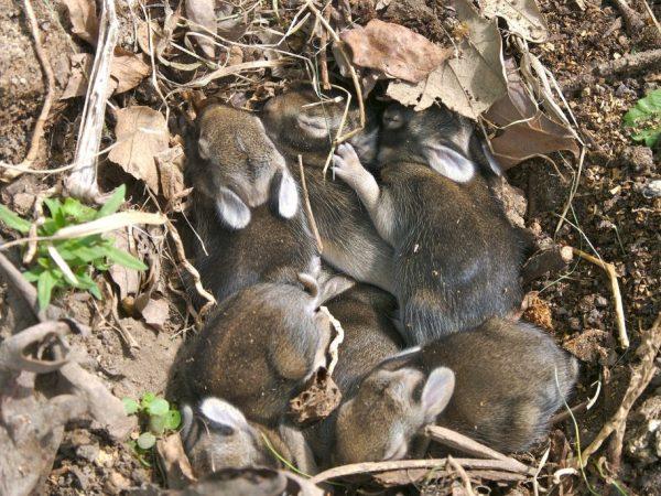 petits lapins