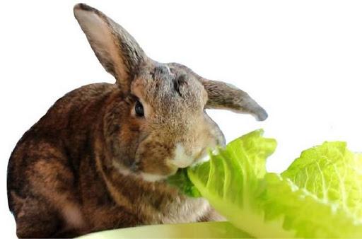 alimentando conejos