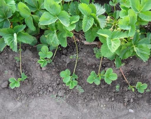 strawberry bushes