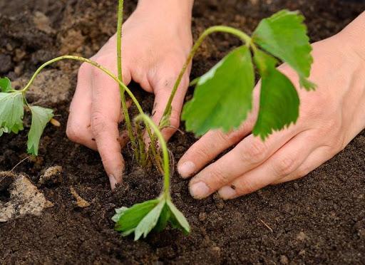 planting strawberries