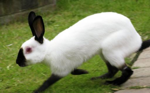 lapin himalayen