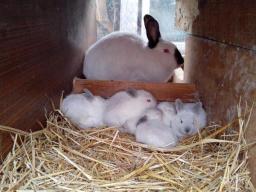 petits lapins