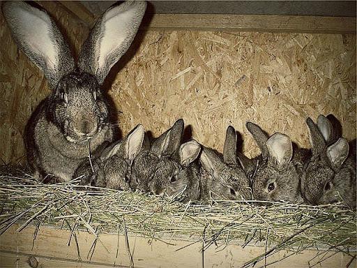 many rabbits