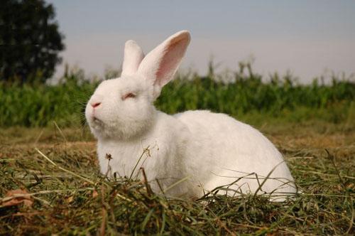 lapin accélérer