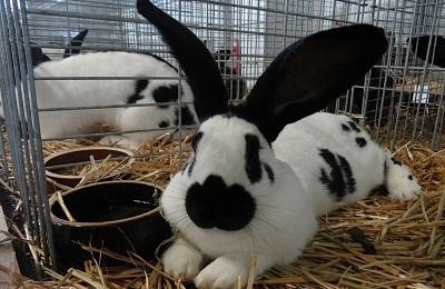 nourrir les lapins