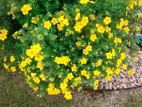 cinquefoil amarillo