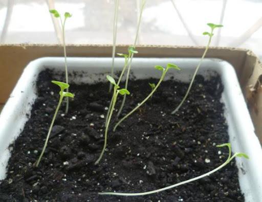 eggplant seedlings