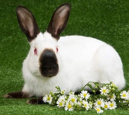 himalayan rabbit