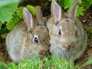 Rules for raising rabbits for meat at home