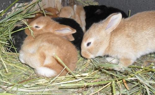 okrol rabbits in winter