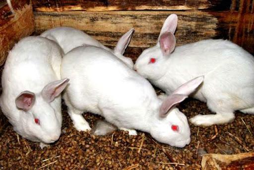 lapin géant blanc