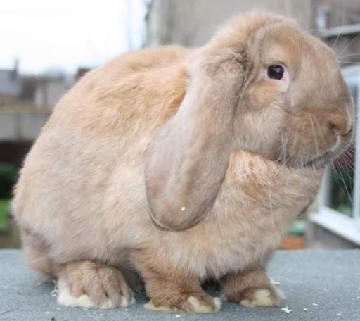 lapin bélier français