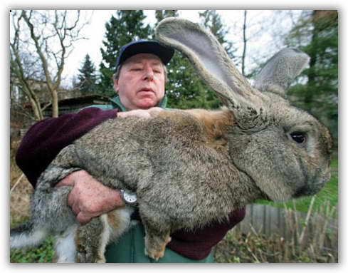 conejo gris gigante