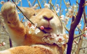 Which tree branches can be given to rabbits and the technology of harvesting the product