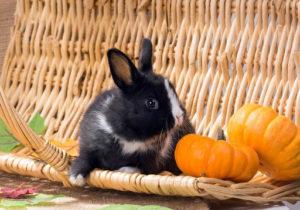 ¿Es posible y de qué forma mejor dar calabaza a los conejos, cómo introducirla en la dieta?