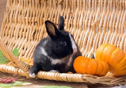 lapin et citrouille