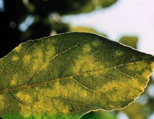 plum diseases Drying out