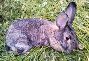 Symptoms of coccidiosis in rabbits and treatment at home, prevention