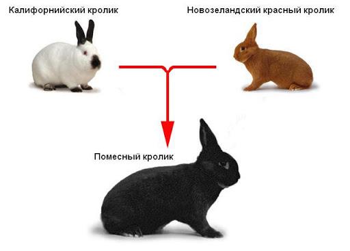 different rabbits