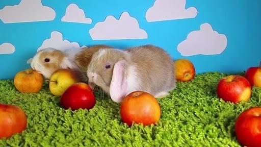 is it possible to give apples to rabbits