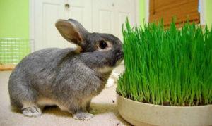 What grass can and can not be given to rabbits and feeding rules