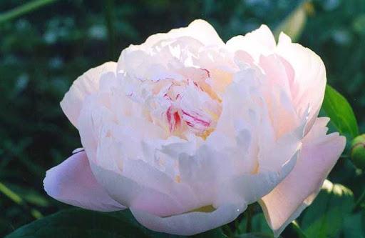 cream peonies