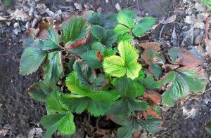 Why some strawberry bushes do not bear fruit or even bloom and what to do