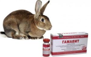 Description et instructions pour l'utilisation de Gamavit pour lapins, analogues