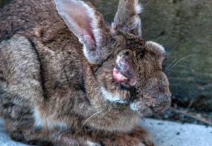 Symptômes de la myxomatose chez le lapin et méthodes de traitement de la maladie à la maison