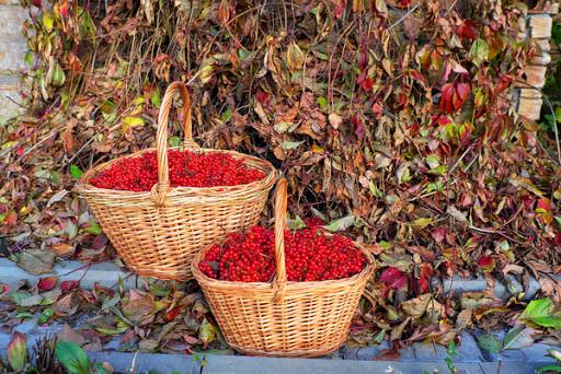 beaucoup de viburnum