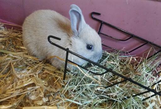 hanger for rabbits