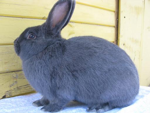 lapin bleu de Vienne