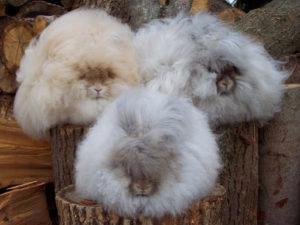 คำอธิบายและลักษณะของกระต่าย Angora กฎการบำรุงรักษา