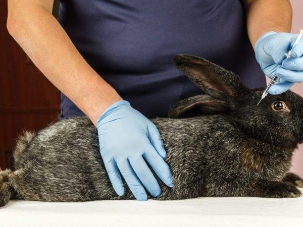 associated vaccine for rabbits