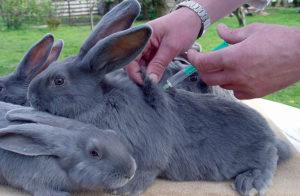 Règles pour vacciner les lapins à la maison et quand vacciner