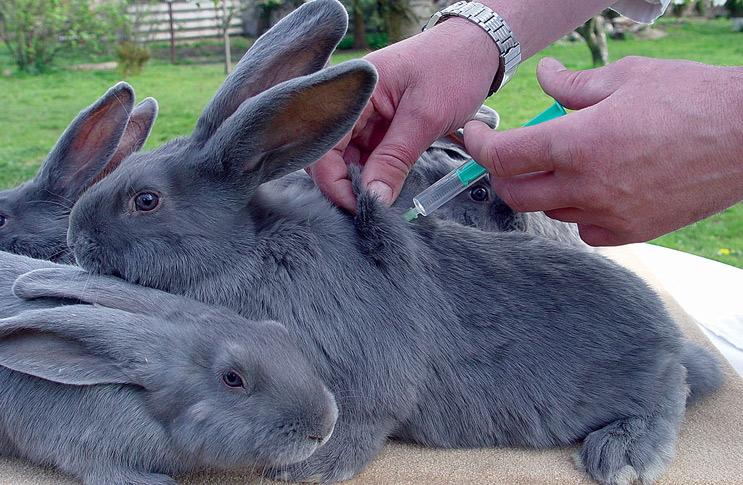 vacunación de conejo