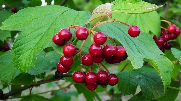 kypsä viburnum