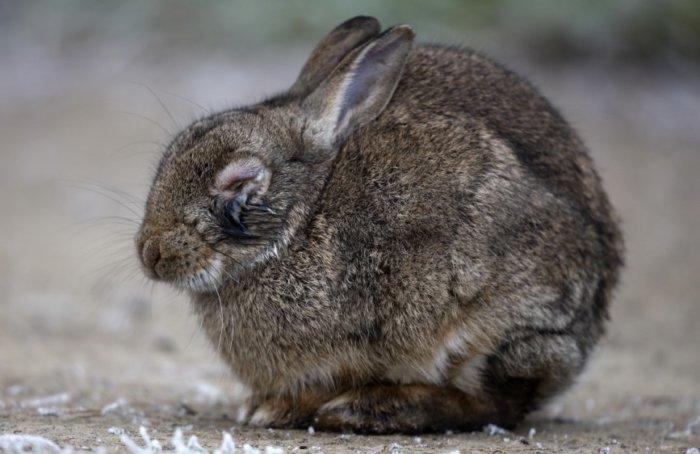 bloating in rabbits