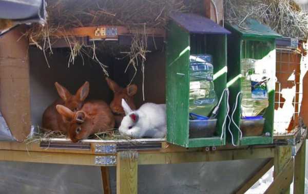 bebedores de invierno