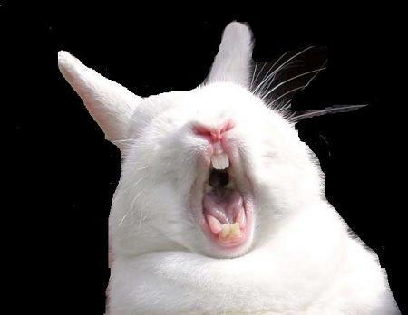 rabbit sneeze