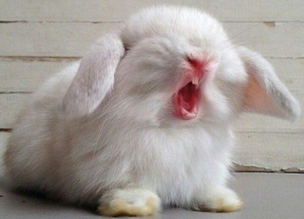 rabbit sneeze