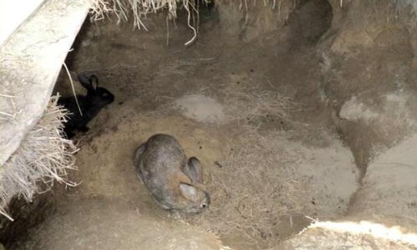 garder les lapins dans la fosse