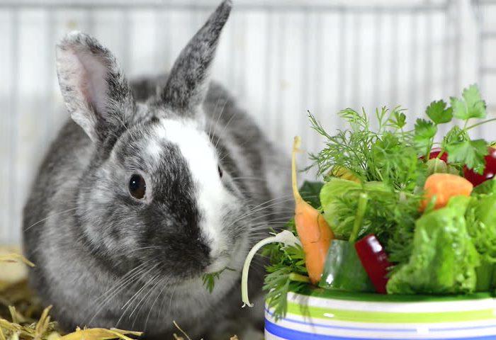 feeding rabbits