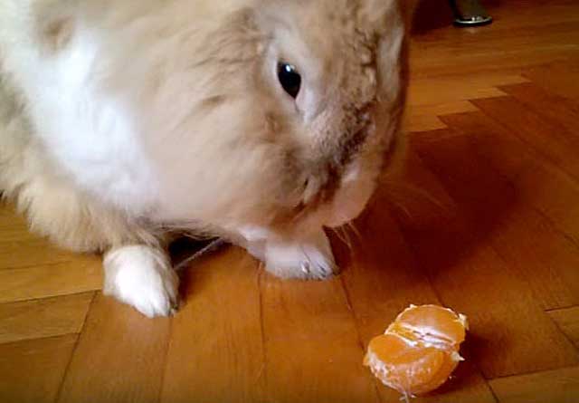 mandarinas para conejos