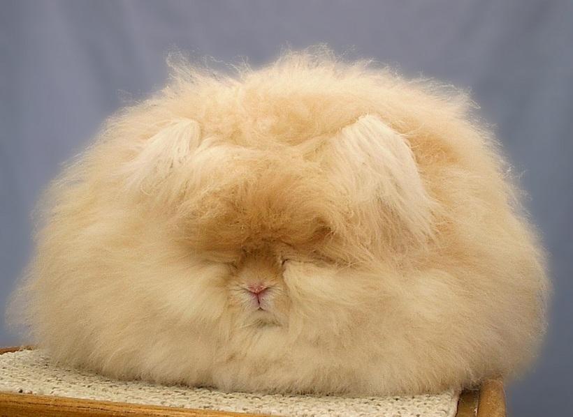 red Angora rabbit