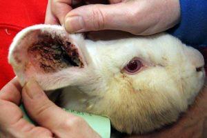 Signs of ear mites in rabbits and home treatment