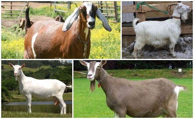 different goats