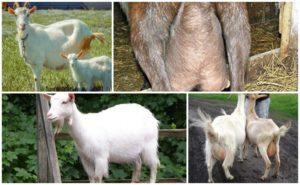 How to choose the right goat and popular breeds, productivity table