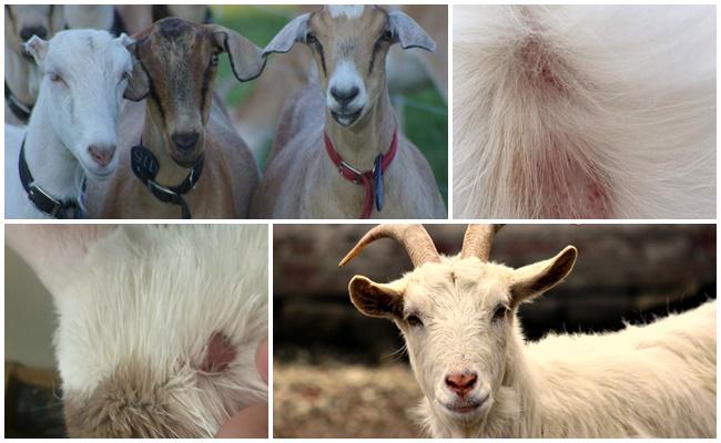 diferentes cabras