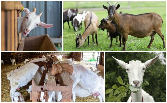 goat feeding